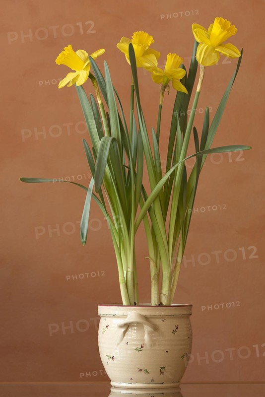 Yellow daffodils