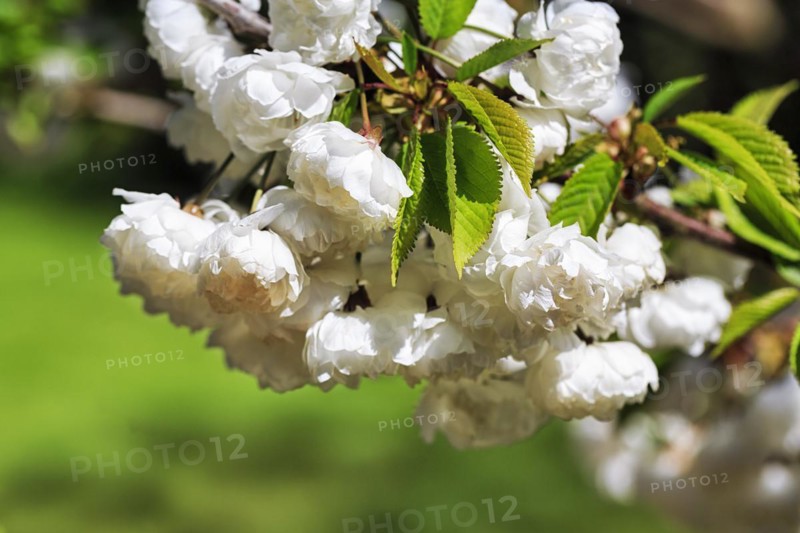 Filled cherry blossoms