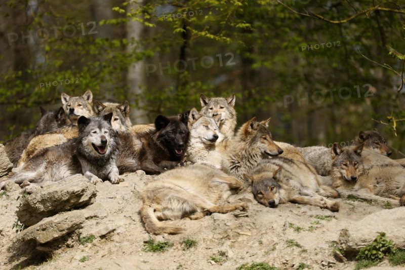 Algonquin wolf