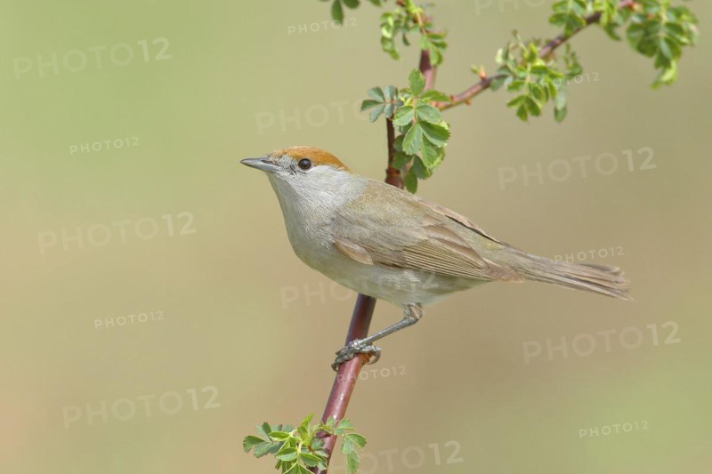 Blackcap