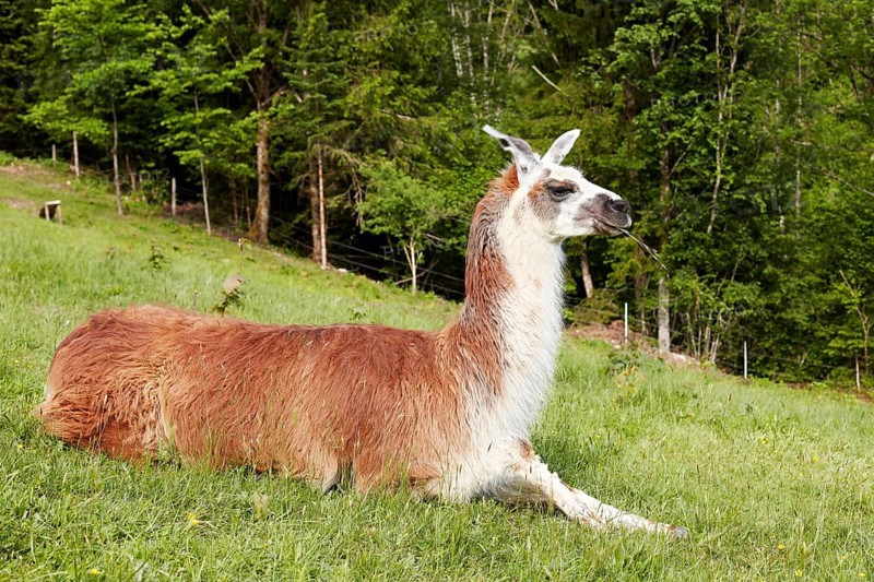 Llama