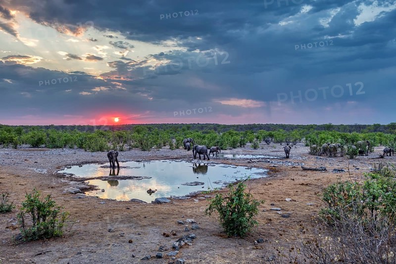 African elephants