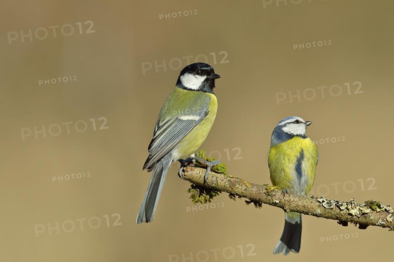 Great tit