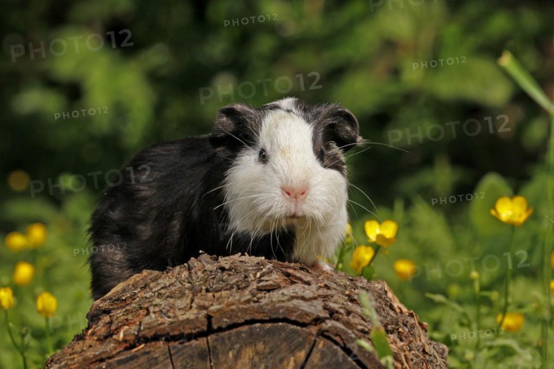 Guinea Pig pigs