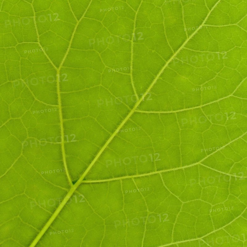 Green leaf texture
