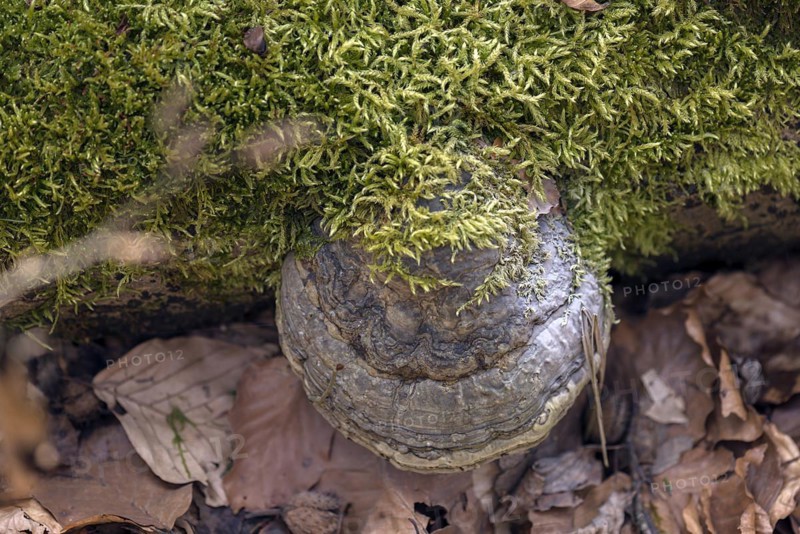 Common fire sponge
