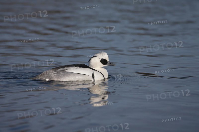 Smew