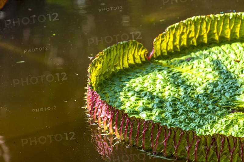 Water Lily typical of the Amazon with its characteristic circular shape floating on the calm waters of a lake