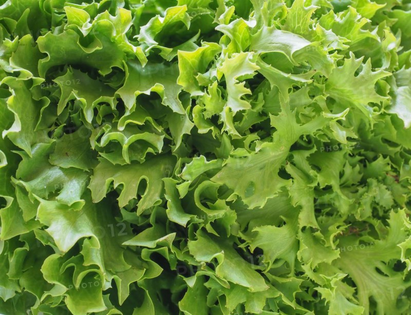 Curly endive
