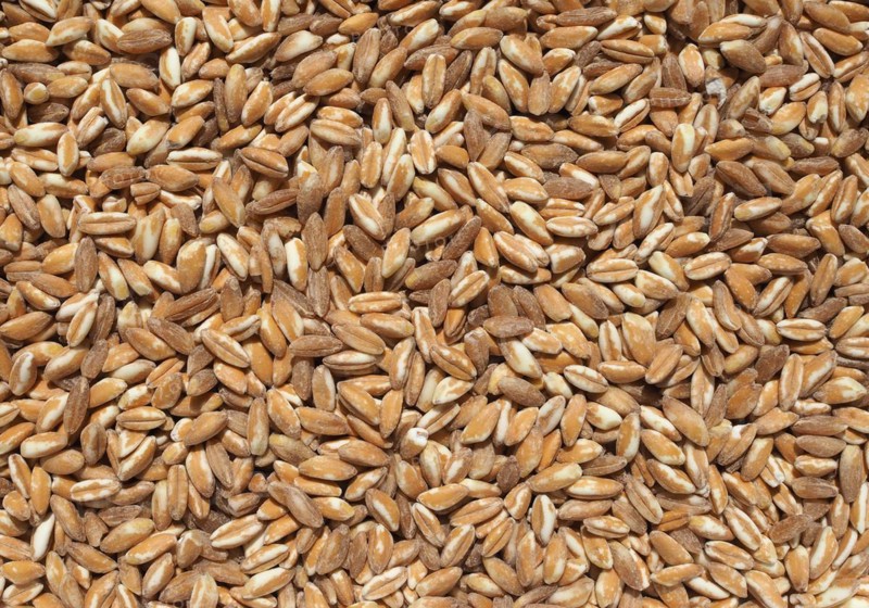 Emmer wheat cereals food