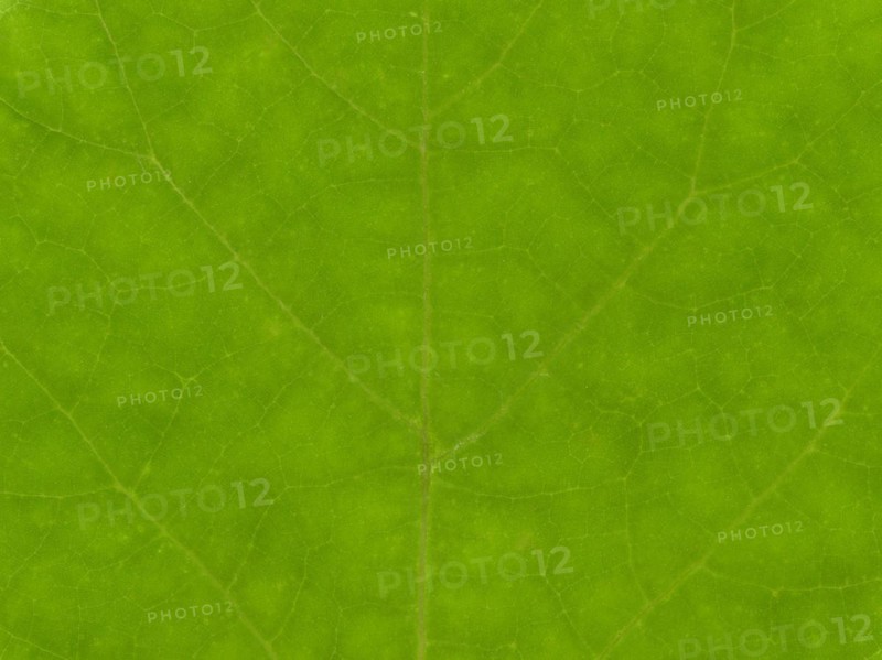Green leaf texture