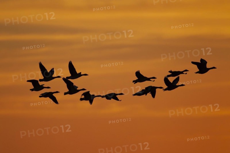Greylag goose