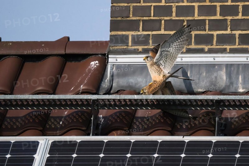 Common kestrels