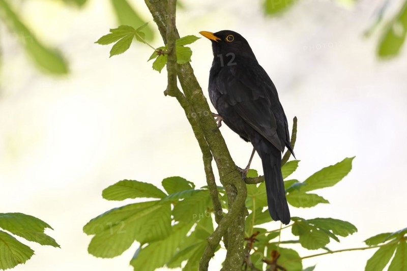 Blackbird