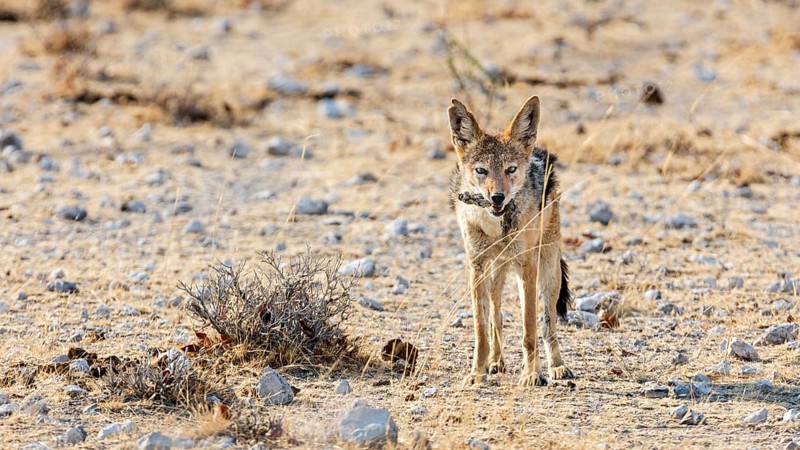 Black-backed jackal