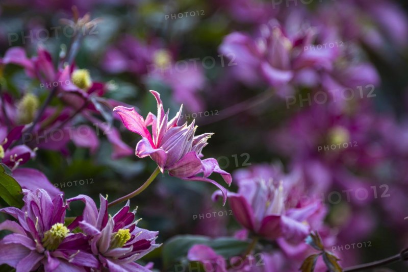 Pink and white flowering woodland vines