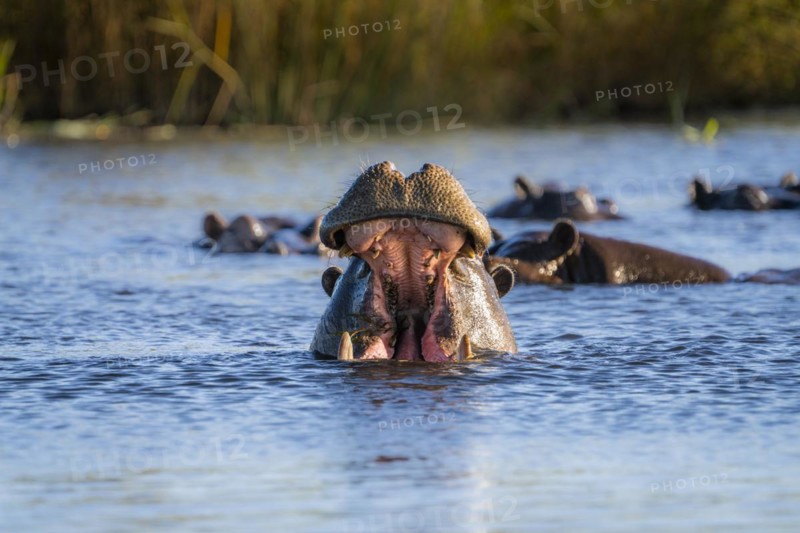 Hippo