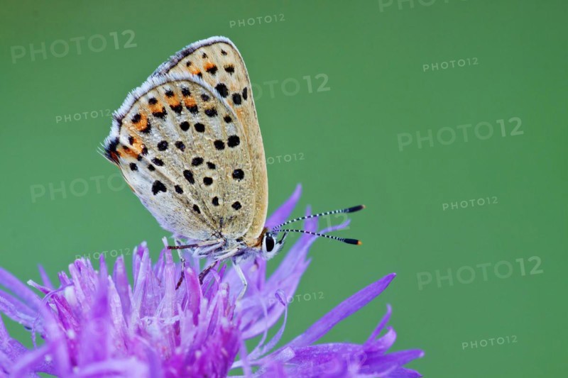 Sooty copper