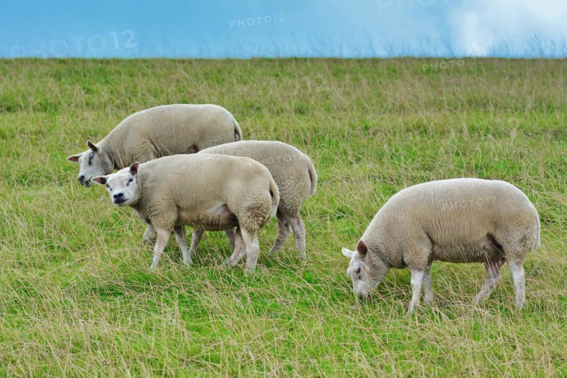 Texel sheeps