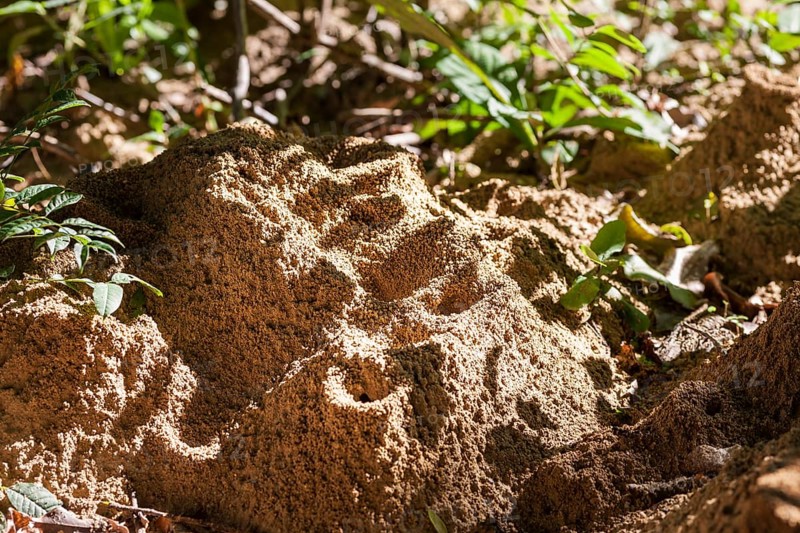 Anthill
