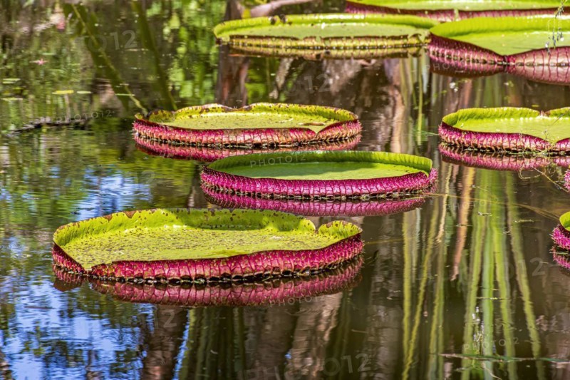 Water Lily typical of the Amazon with its characteristic circular shape floating on the calm waters of a lake