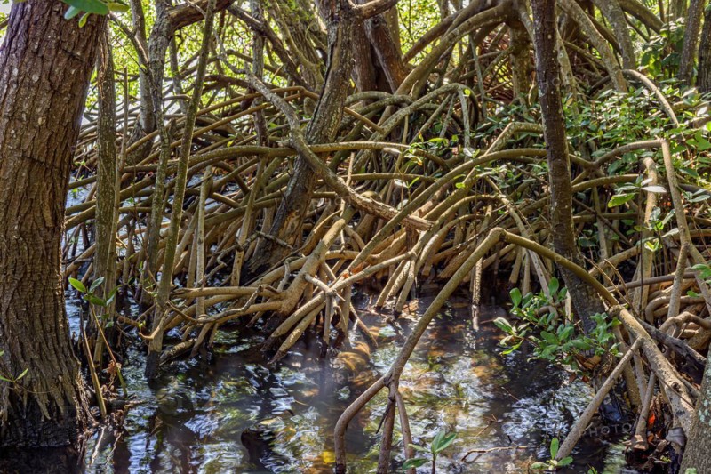 Dense vegetation in the tropical mangrove forest with its roots meeting the sea water with the rivers and lakes of Brazil