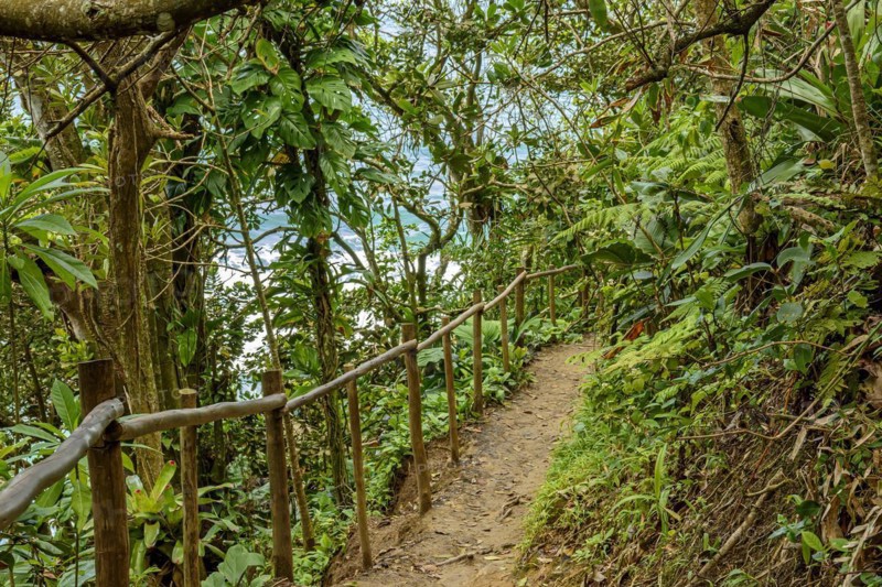 Path through the dense vegetation of the Atlantic forest by the sea in Trindade in Rio de Janeiro