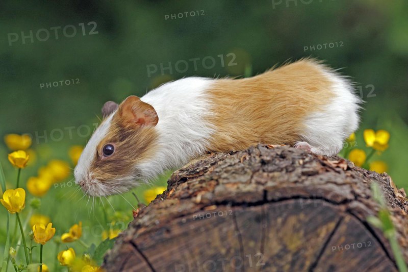 Guinea Pig pigs