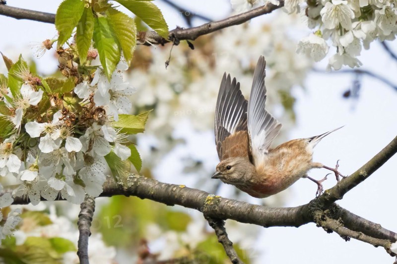 Linnet