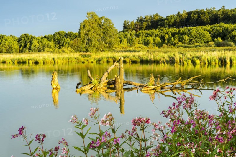 The Lettenweiher in the Regentalaue nature reserve in the evening at golden hour. Some dead tree trunks in the lake. In the foreground pink himalayan balsam