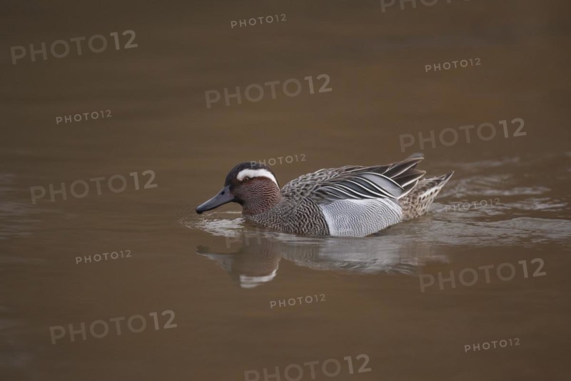 Garganey