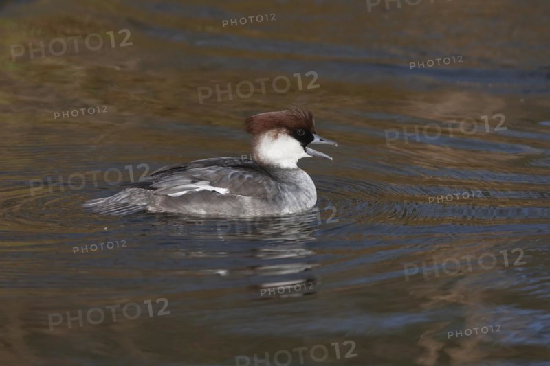 Smew