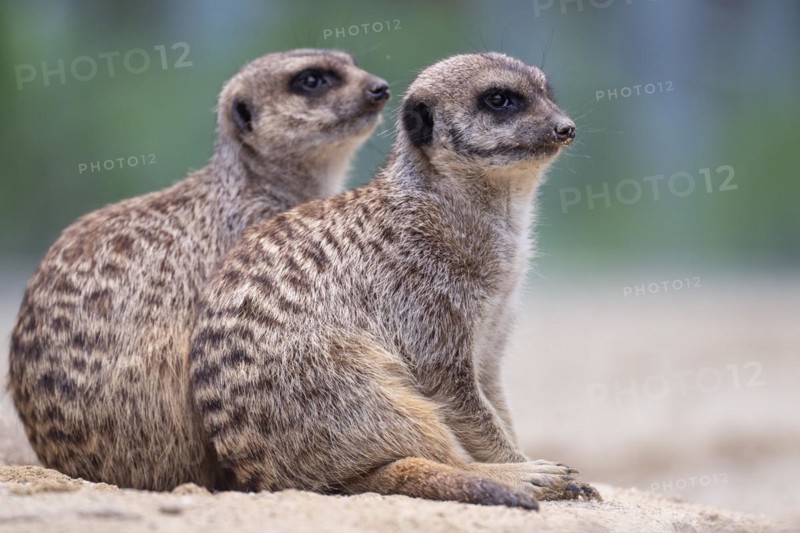 Meerkat