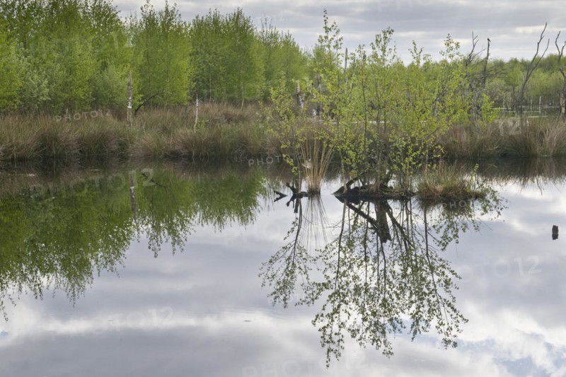Moorland