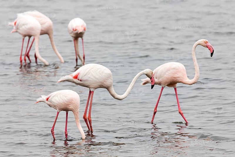 Flamingos