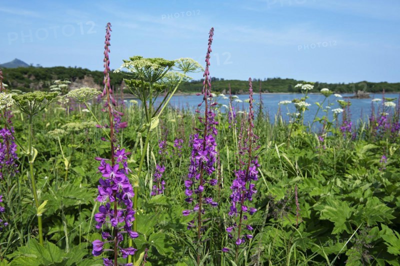 Fireweed