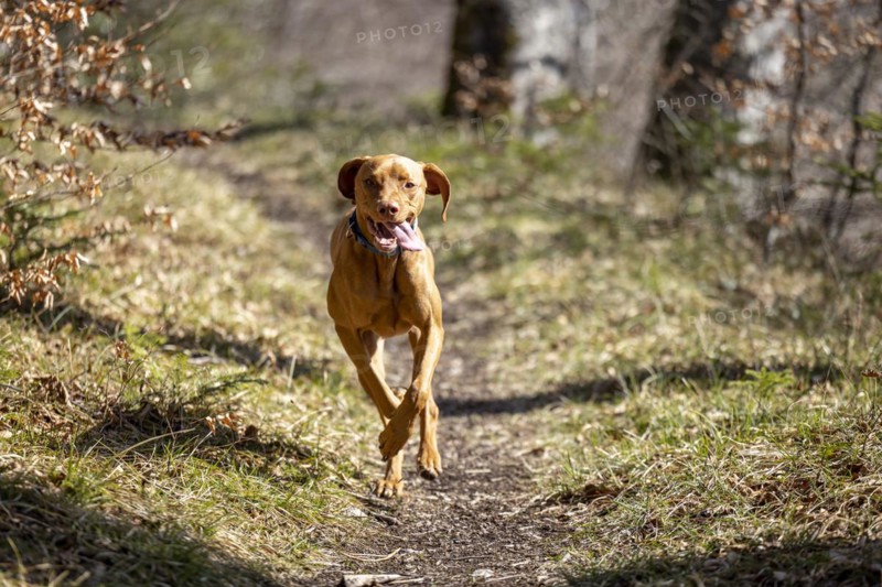 Roevidszoru Magyar Vizsla