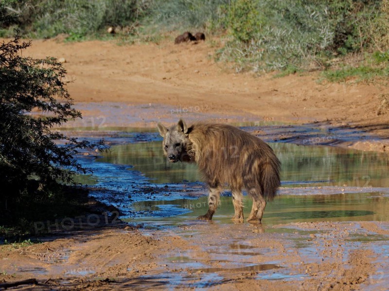 Brown hyena