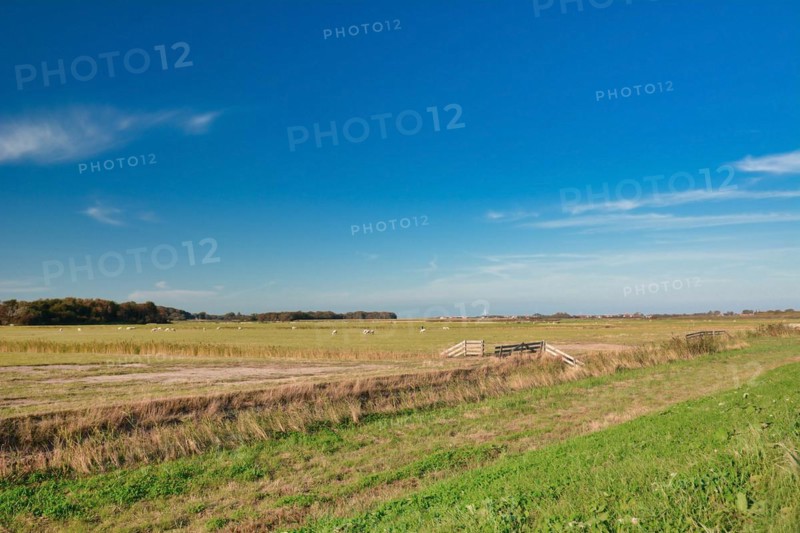 Large meadows with happy free range sheep on dutch island Texel on a summer day with blue sky