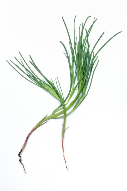 Monk's beard