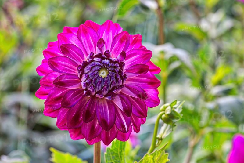 Dahlia