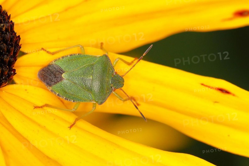 Green shield bug