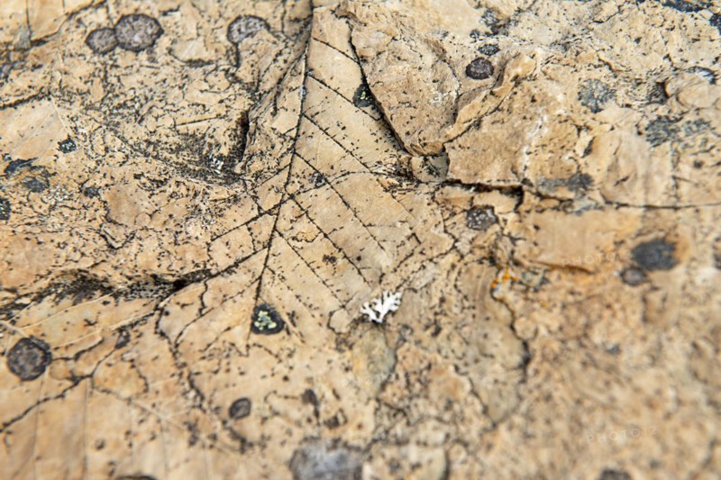 Leaf print fossilised in clay