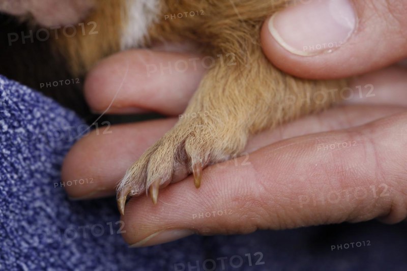 Guinea Pig pigs