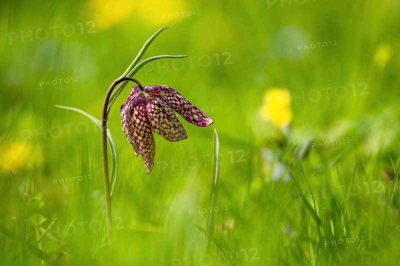 Snake's head fritillary