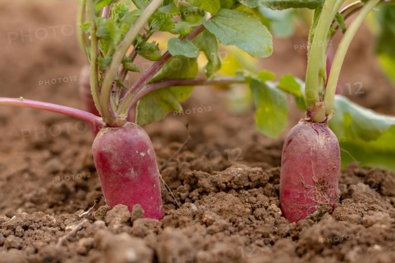 Close-up of radishes planted in an organic vegetable garden