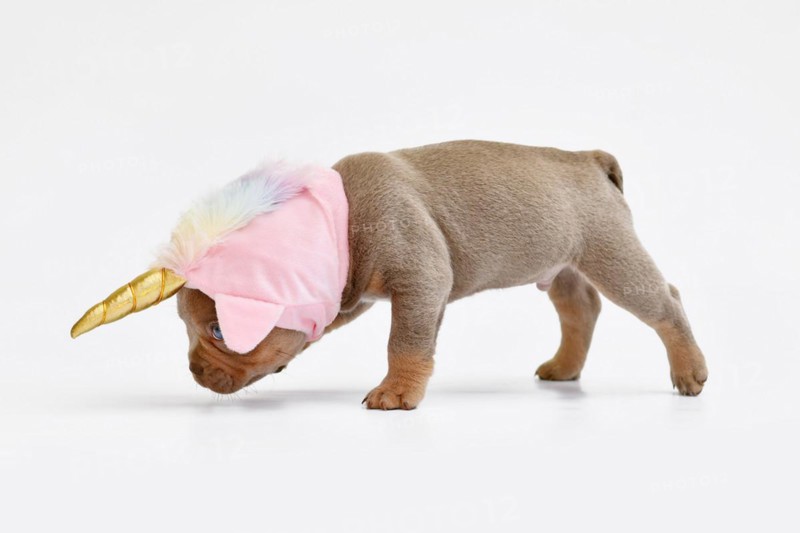 French Bulldog dog puppy with cute pink unicorn hat with golden horn