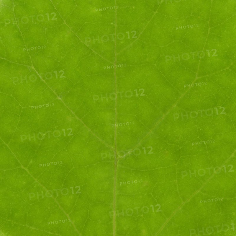 Green leaf texture