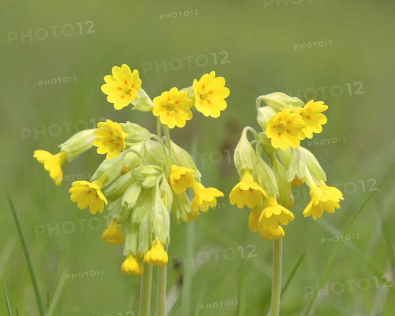 Meadow common cowslip