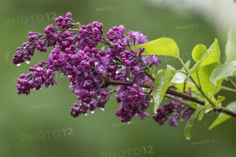 Common lilac